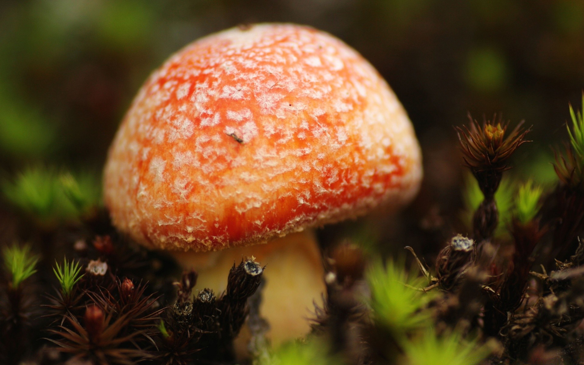 macro champignon champignon nature automne nourriture champignon feuille saison à l extérieur gros plan bois comestible flore mousse croissance