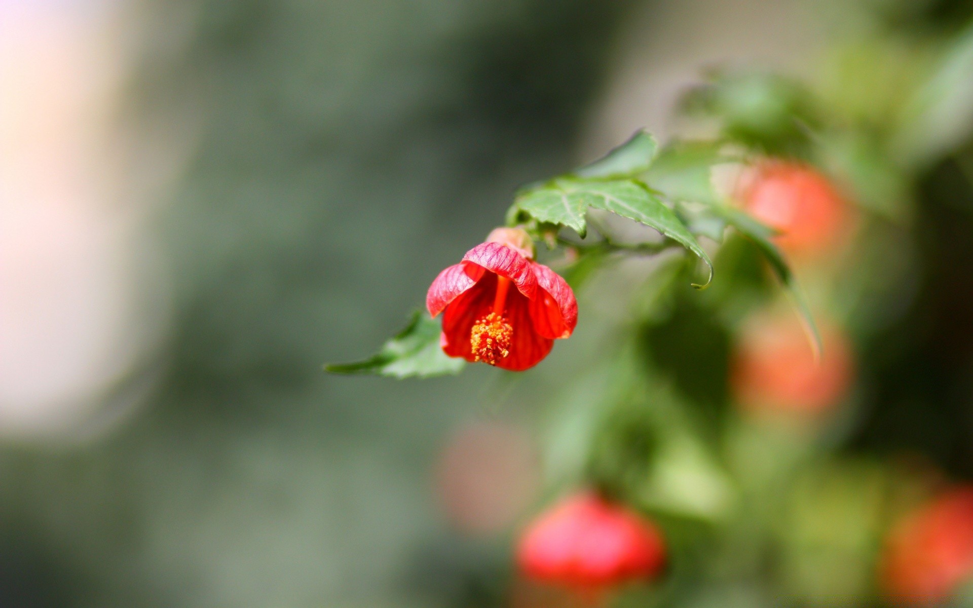 macro natura foglia fiore giardino sfocatura flora all aperto estate cibo albero colore