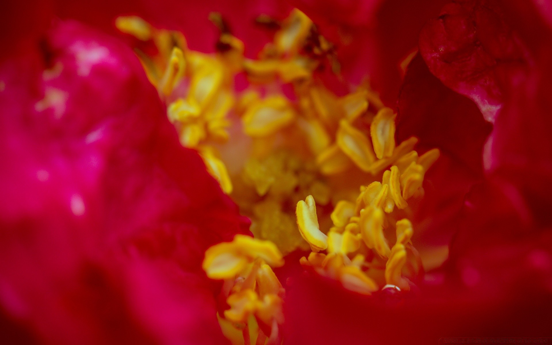 macro flower flora nature color garden petal blooming beautiful floral desktop close-up summer leaf bright decoration delicate