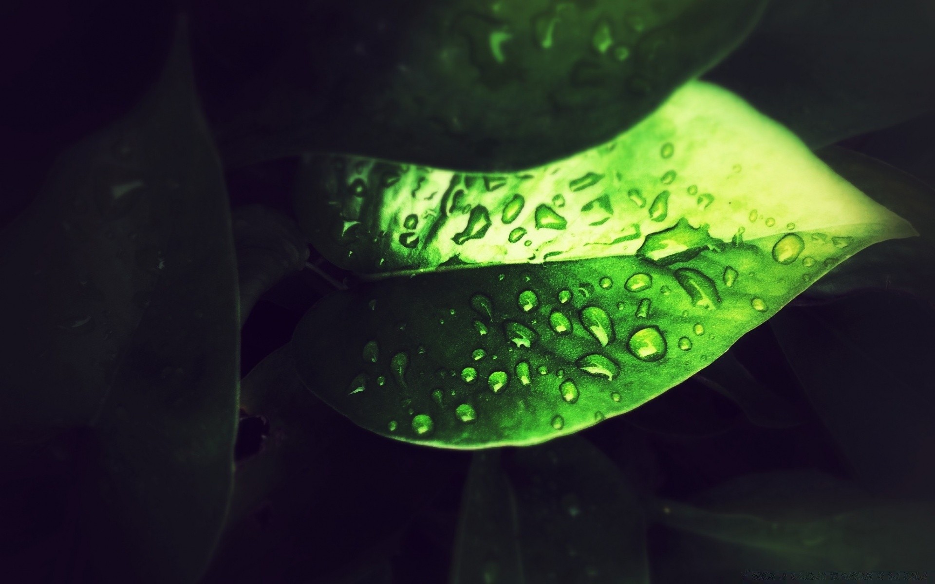 photographie macro nature eau sous-marin