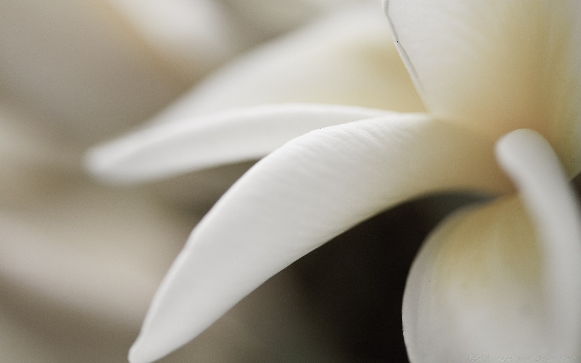 macro flower nature blur delicate abstract monochrome leaf flora wedding love