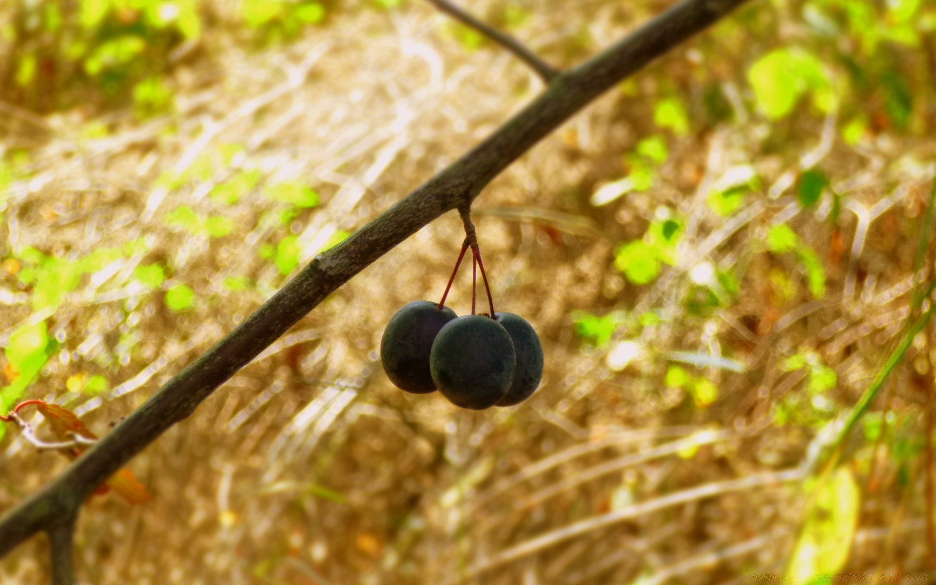 macro naturaleza comida hoja fruta al aire libre árbol madera hierba flora otoño jardín verano temporada color agricultura granja pasto rama escritorio
