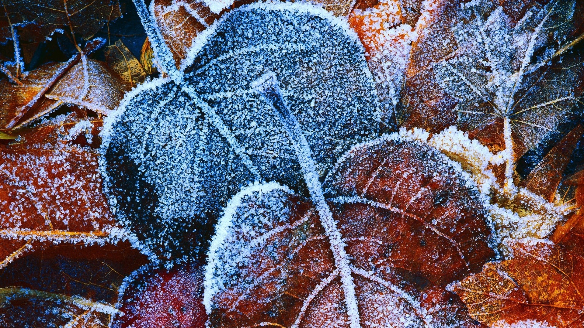 macro escritorio patrón invierno naturaleza color navidad textura decoración primer plano abstracto árbol temporada escarcha