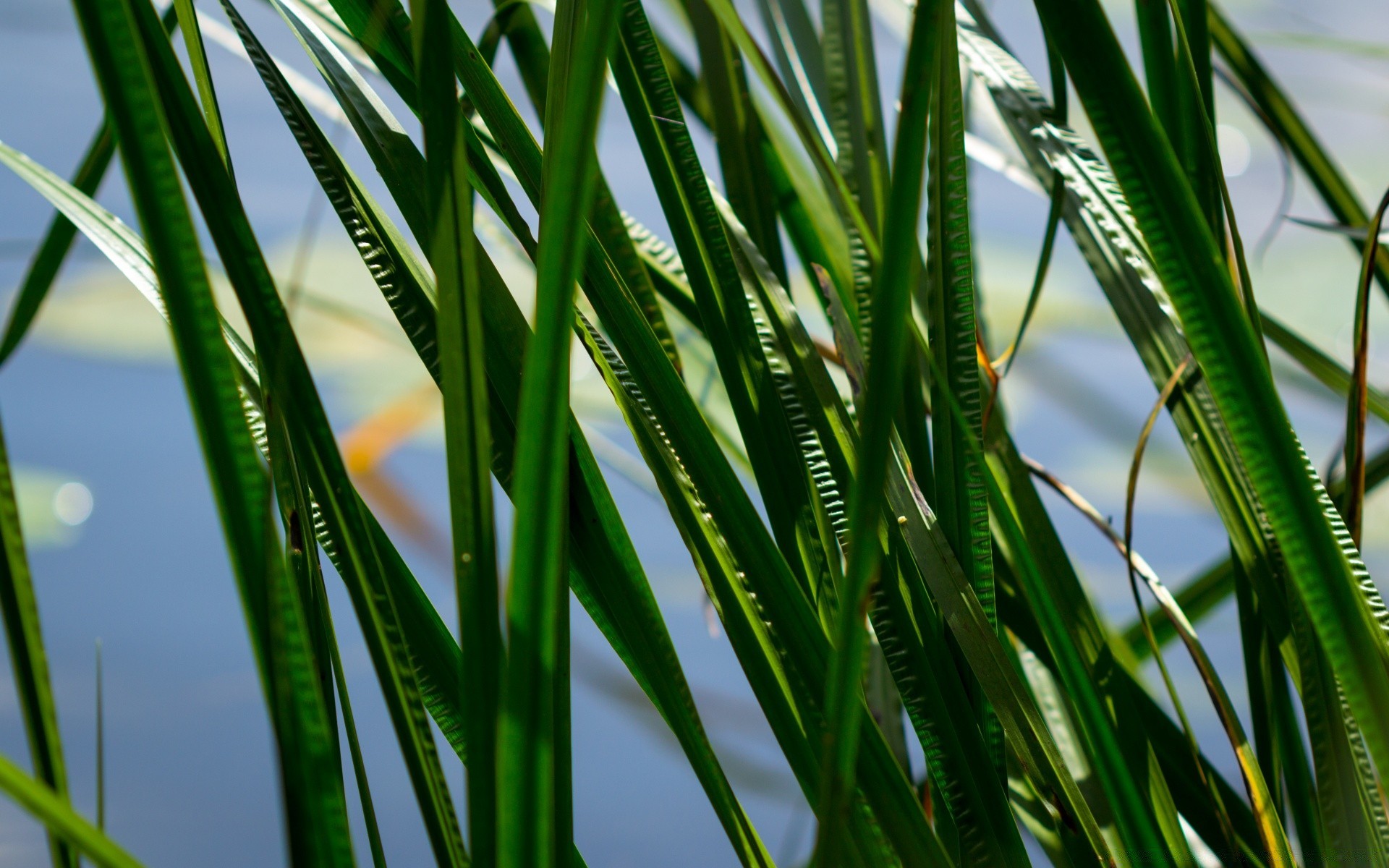 makro fotoğrafçılığı büyüme yaprak flora yemyeşil bahçe çiy çimen ortamlar bıçak doğa çim tazelik yağmur düşme yaz