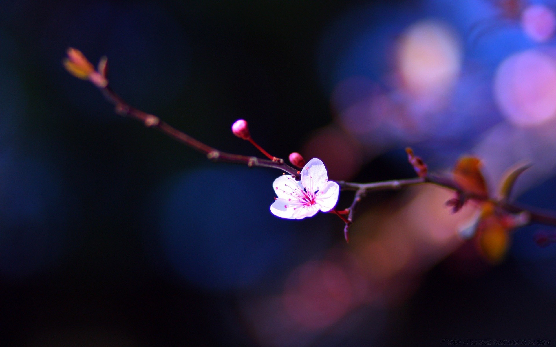 makro fotoğrafçılığı çiçek bulanıklık şube ağaç ışık doğa flora kiraz dostum elma taçyaprağı dof