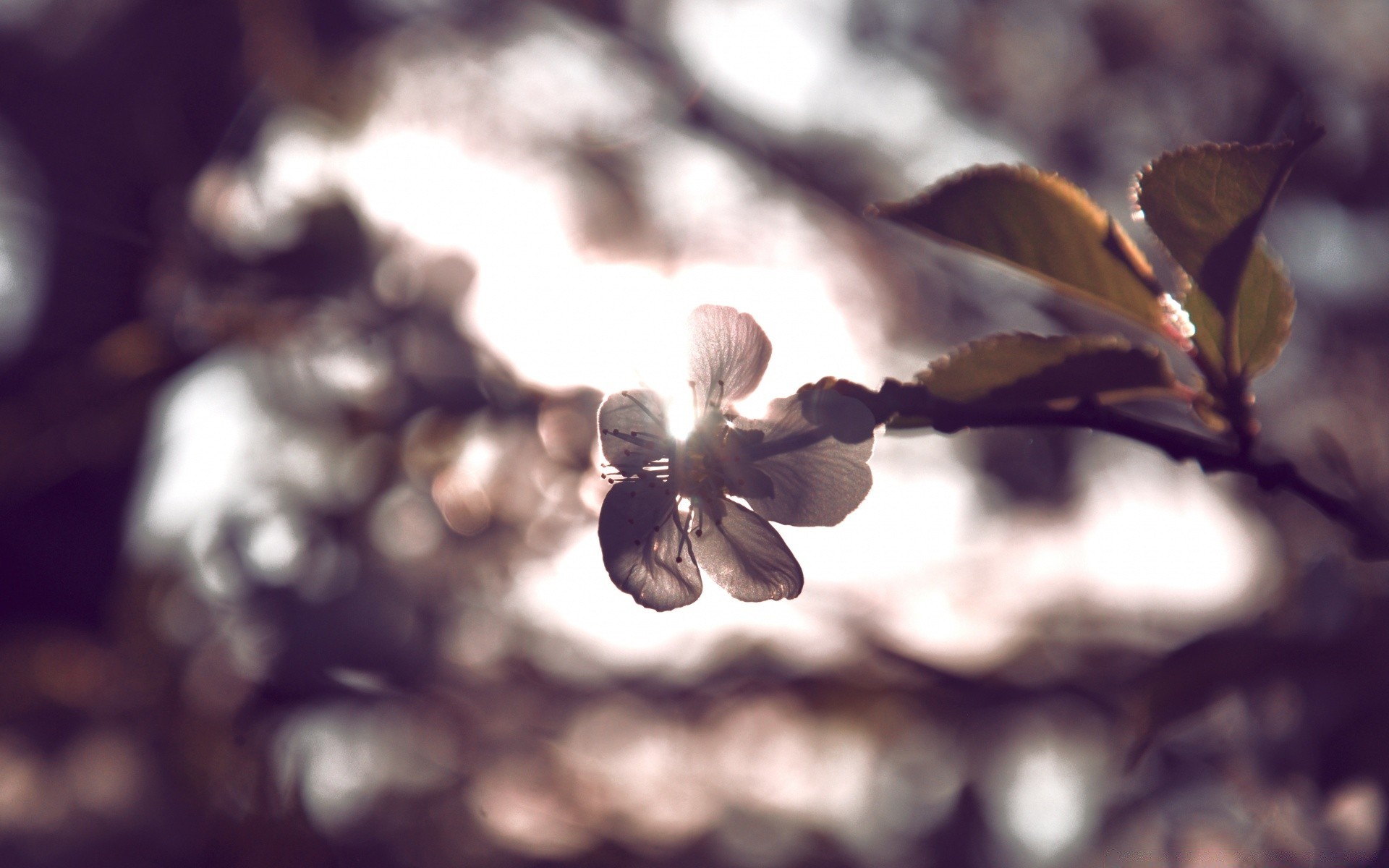macro sfocatura albero natura autunno foglia fiore ramo luce all aperto flora frutta inverno legno