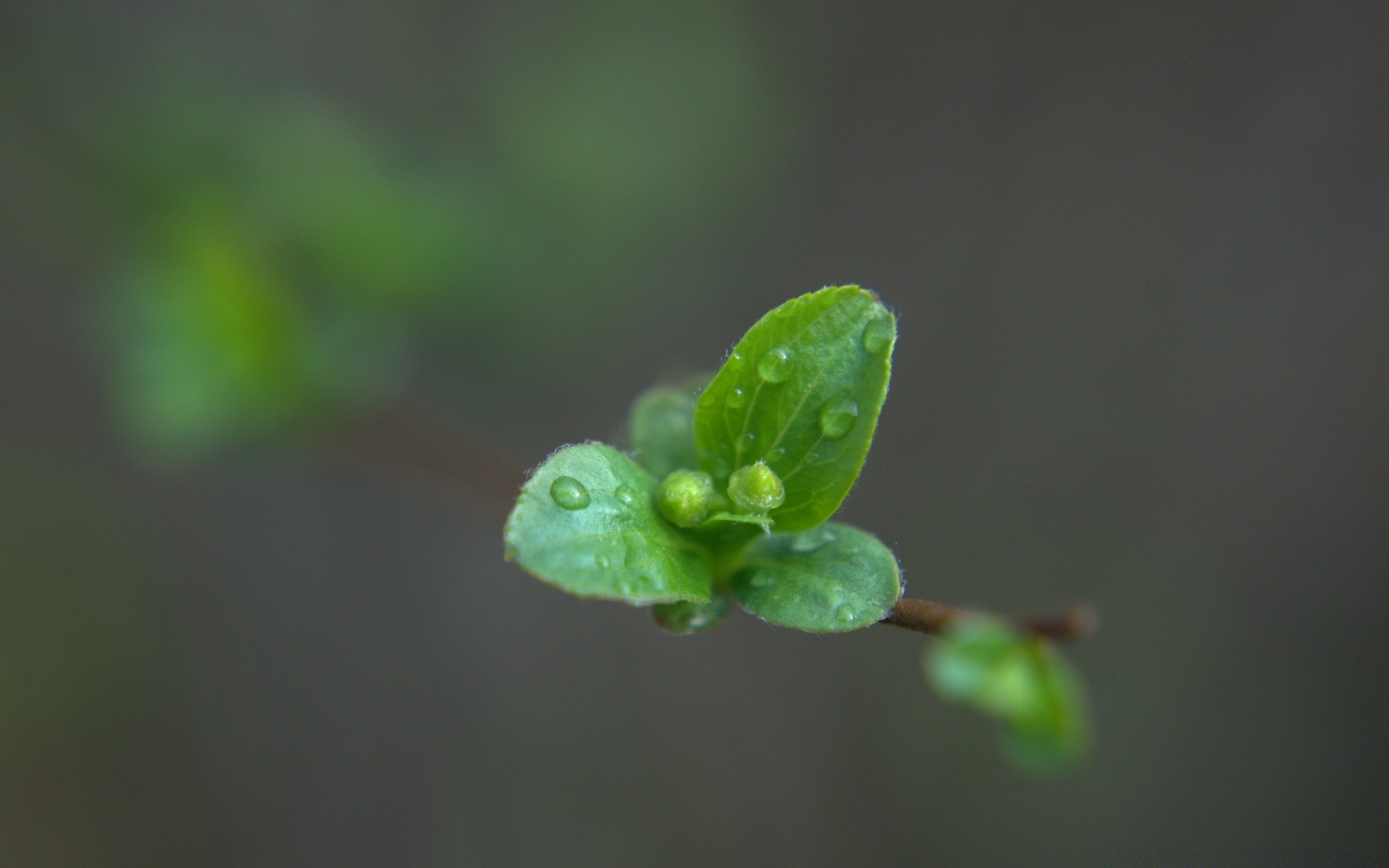 macro hoja lluvia naturaleza flora crecimiento rocío poco desenfoque dof jardín caída al aire libre