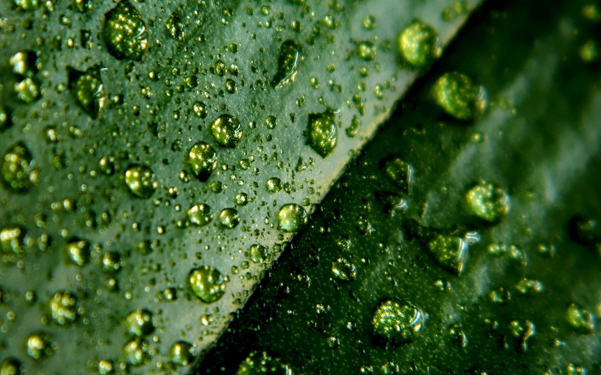 macro pioggia caduta rugiada bagnato gocce acqua pulito turchese pulito liquido bolla chiaro freschezza splash gocce crescita flora foglia