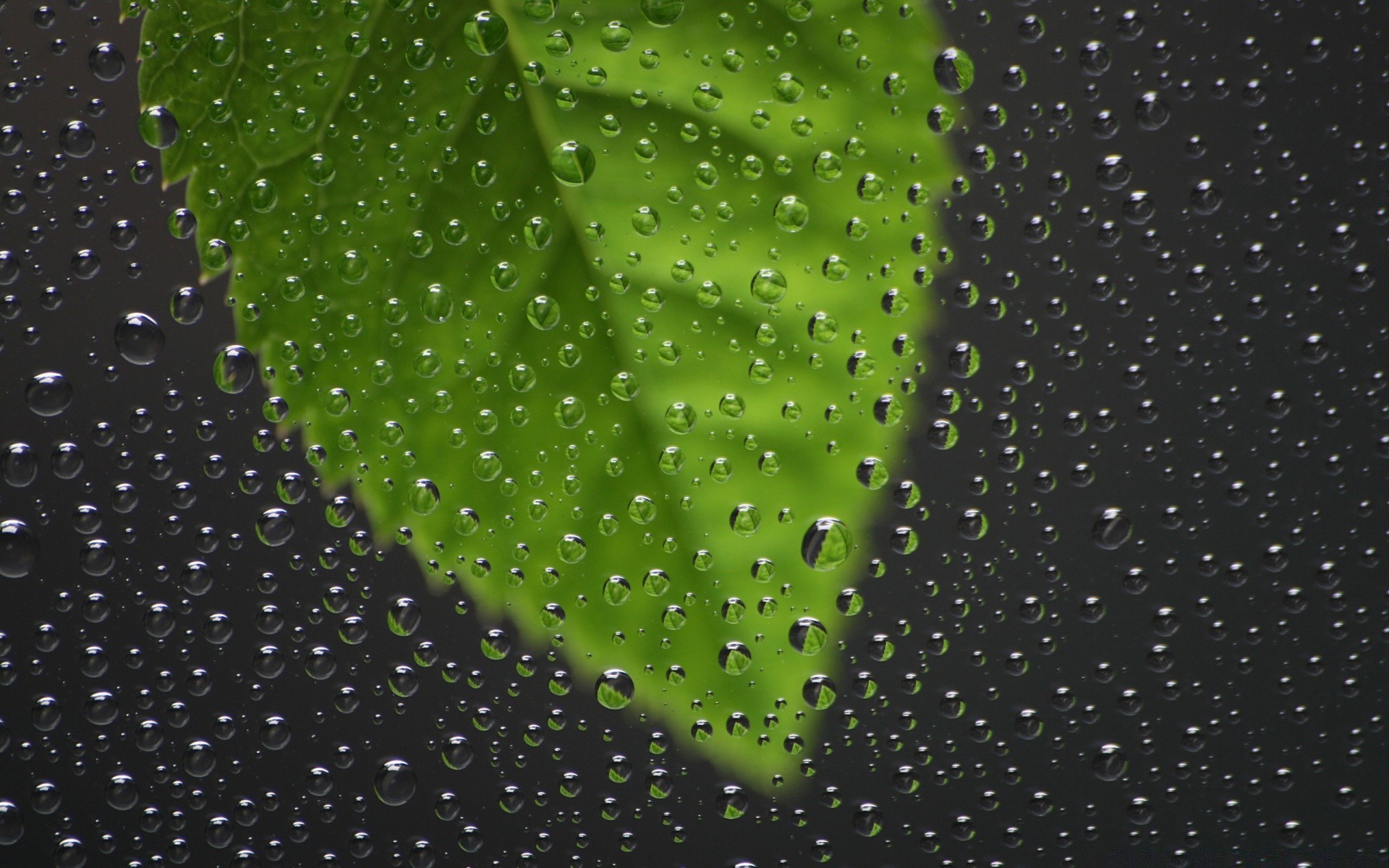 微距摄影 雨 露 抽象 秋天 湿 水 滴 光 纹理 滴 图案 闪耀 艺术 桌面 液体 壁纸 插图 颜色 纯 绿松石