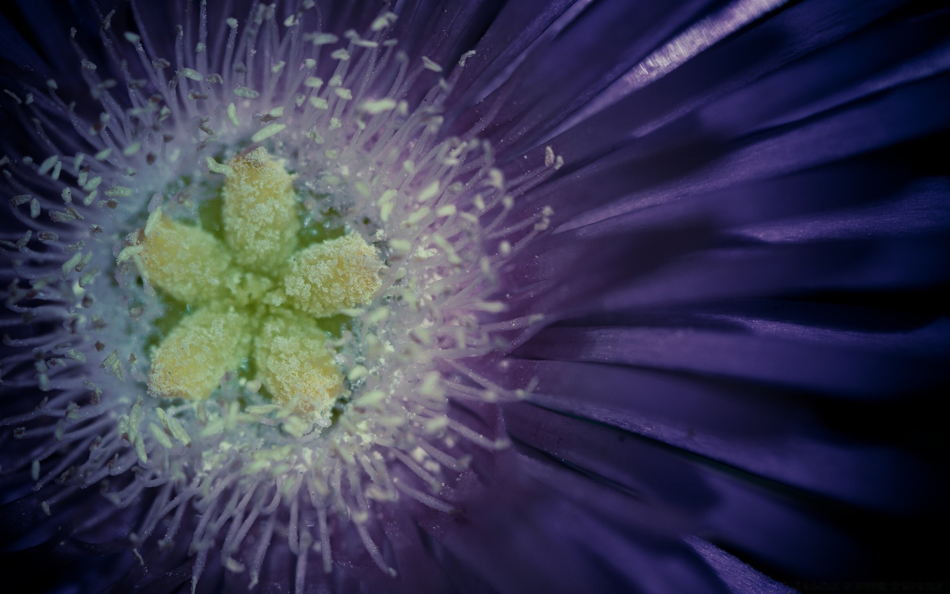 makro natur blume flora desktop farbe abstrakt hell garten schön wasser sommer
