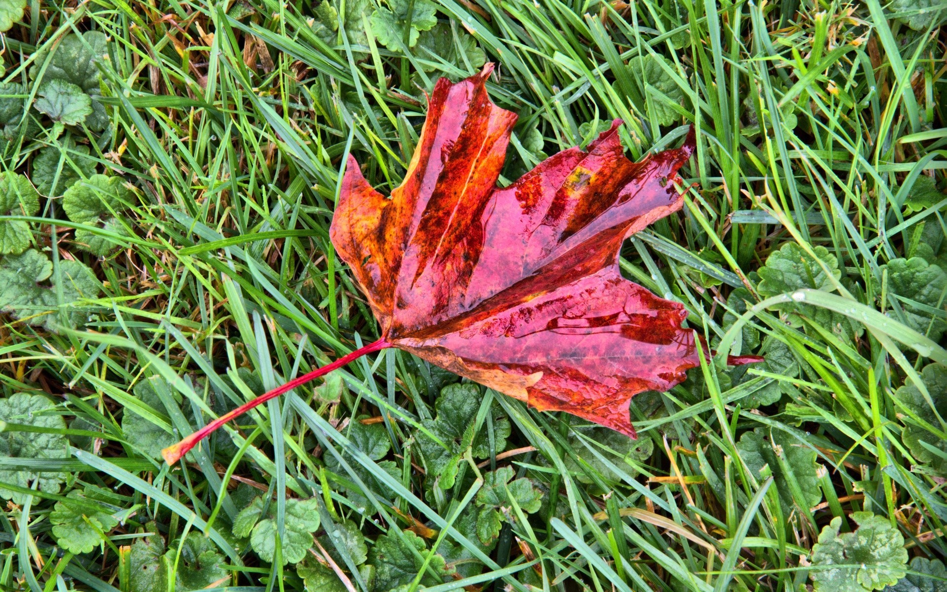 macro feuille nature flore herbe été à l extérieur jardin saison automne gros plan couleur environnement sol bois parc lumineux lumineux bureau croissance