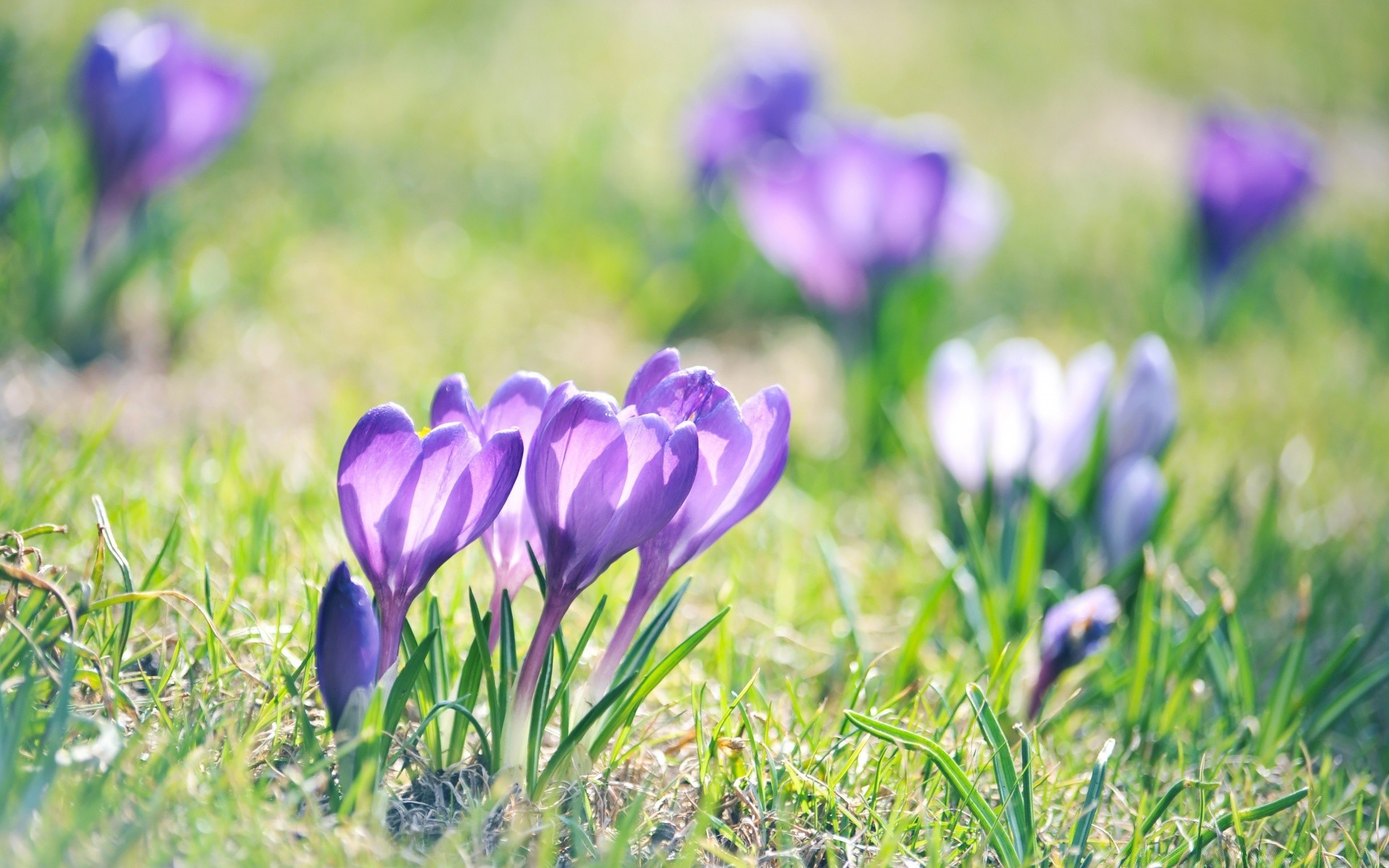 makroaufnahme blume natur flora gras garten heu blatt krokus feld sommer blumig blühen wachstum jahreszeit violet ostern blütenblatt hell im freien