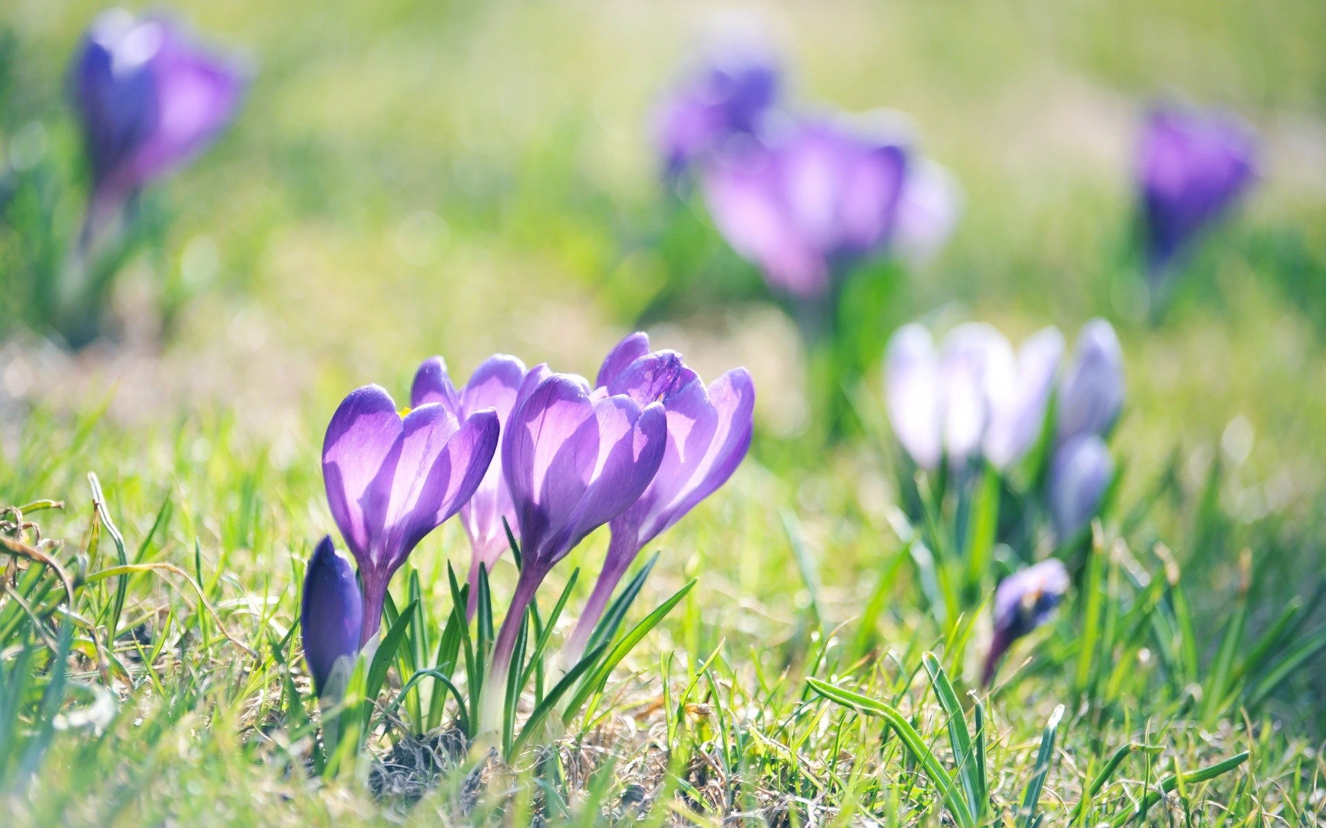 makro kwiat natura flora trawa ogród sianokosy liść krokus pole lato kwiatowy bluming wzrost sezon violet wielkanoc płatek jasny na zewnątrz