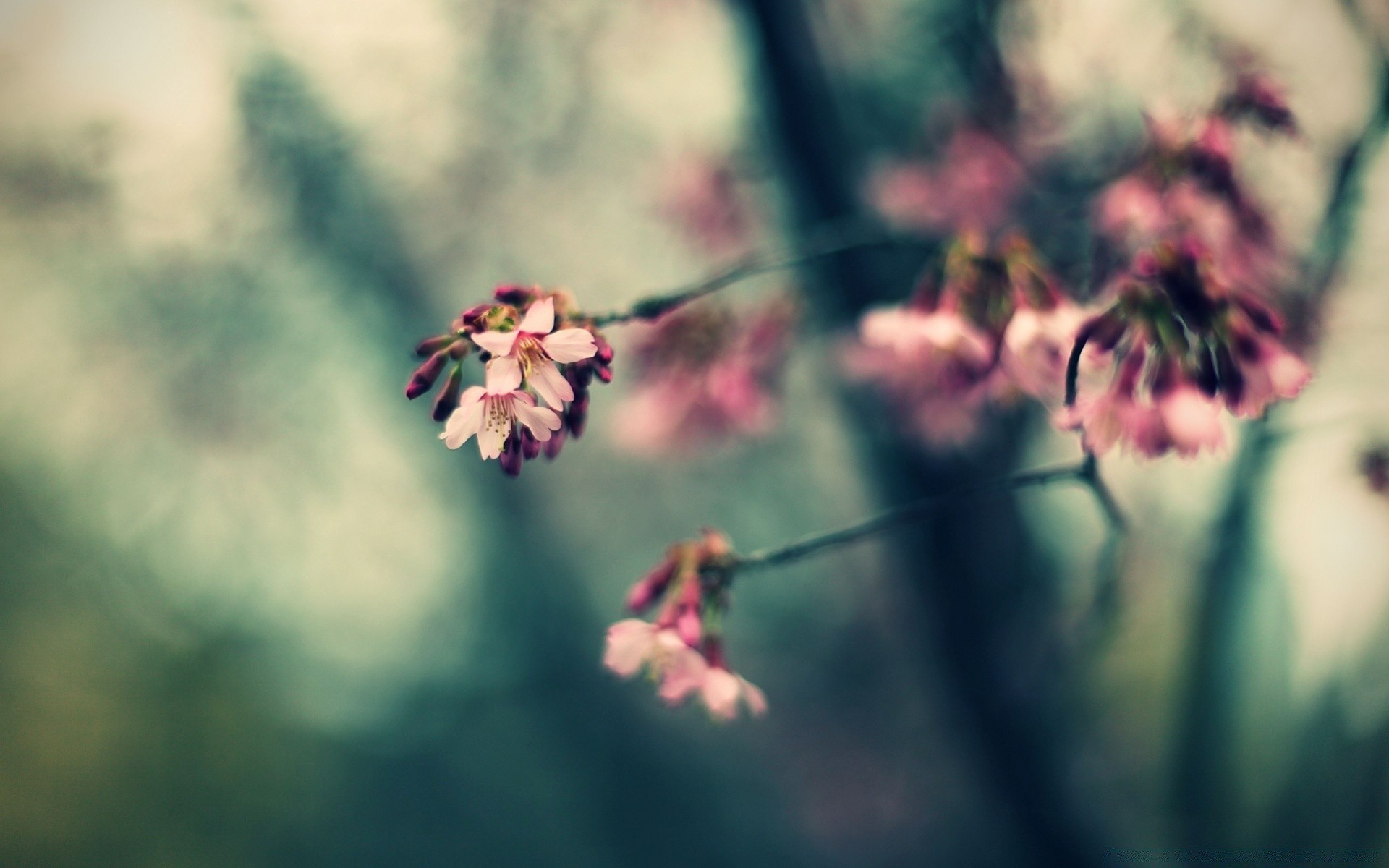 makro fotoğrafçılığı çiçek doğa flora bahçe açık havada bulanıklık yaprak böcek dop büyüme yaz renk park gün ışığı ağaç petal yakın çekim