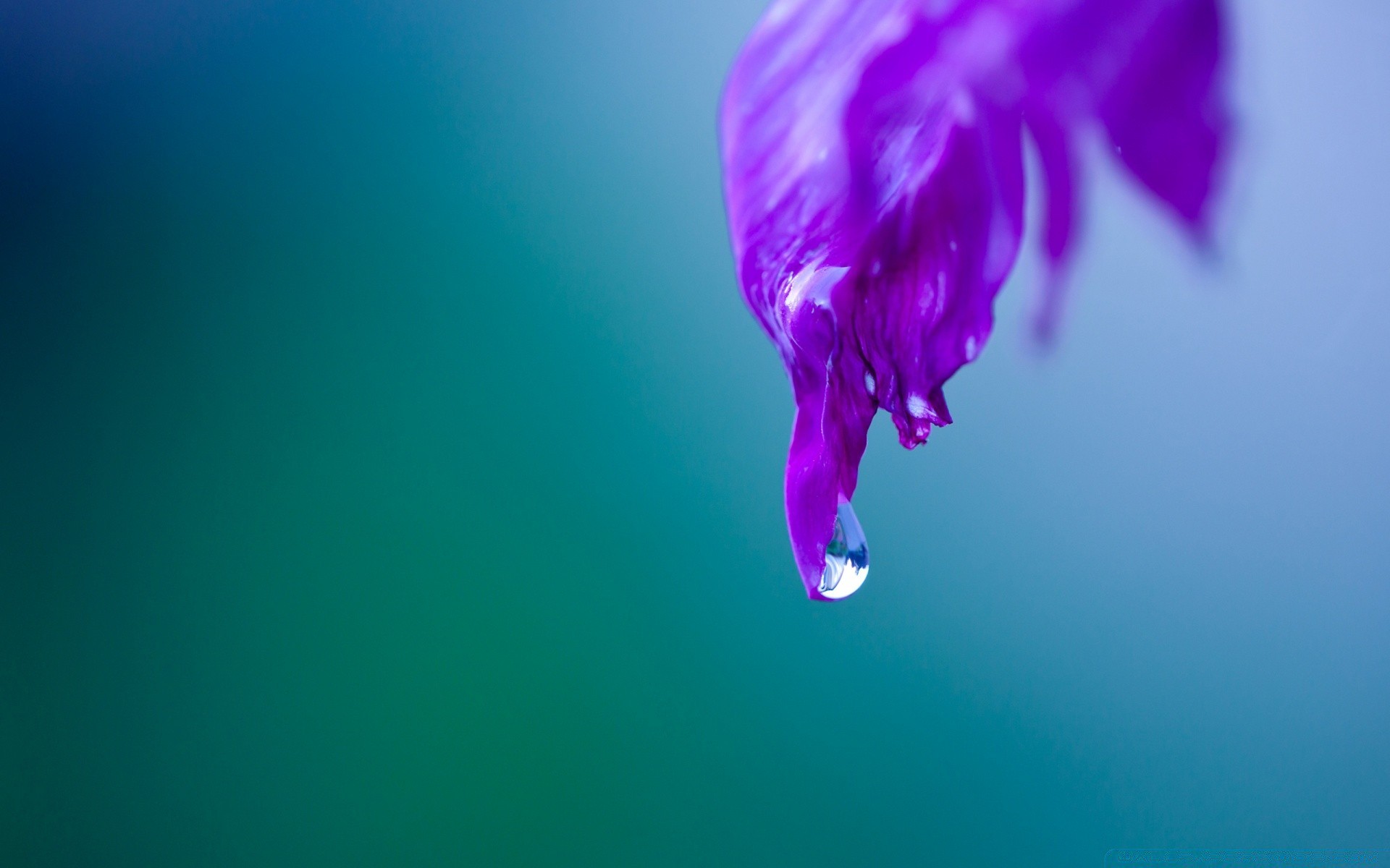 macro nature flower underwater blur color water bright art