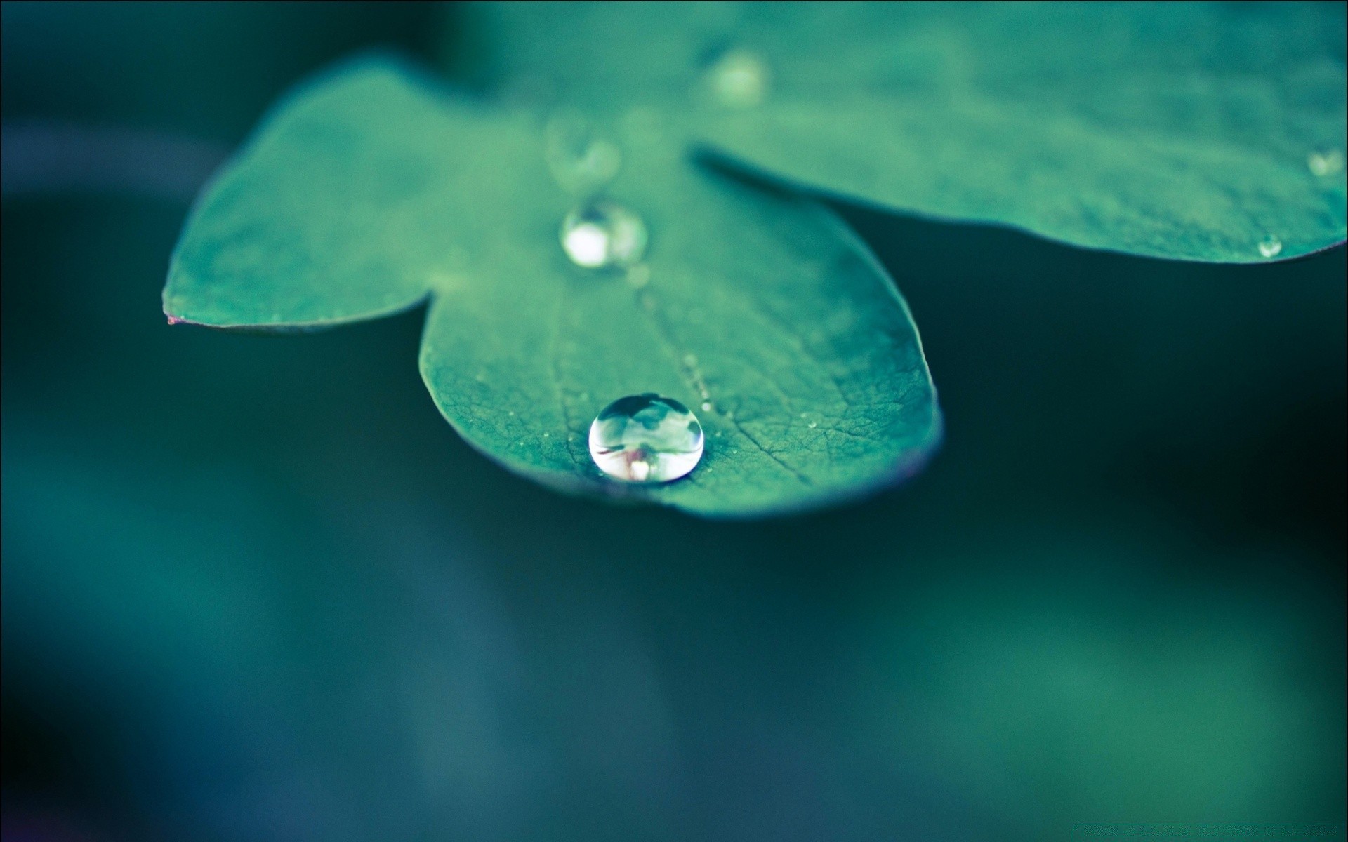 macro chuva orvalho água gota molhado gotas turquesa natureza folha reflexão pureza debaixo d água líquido gotas borrão