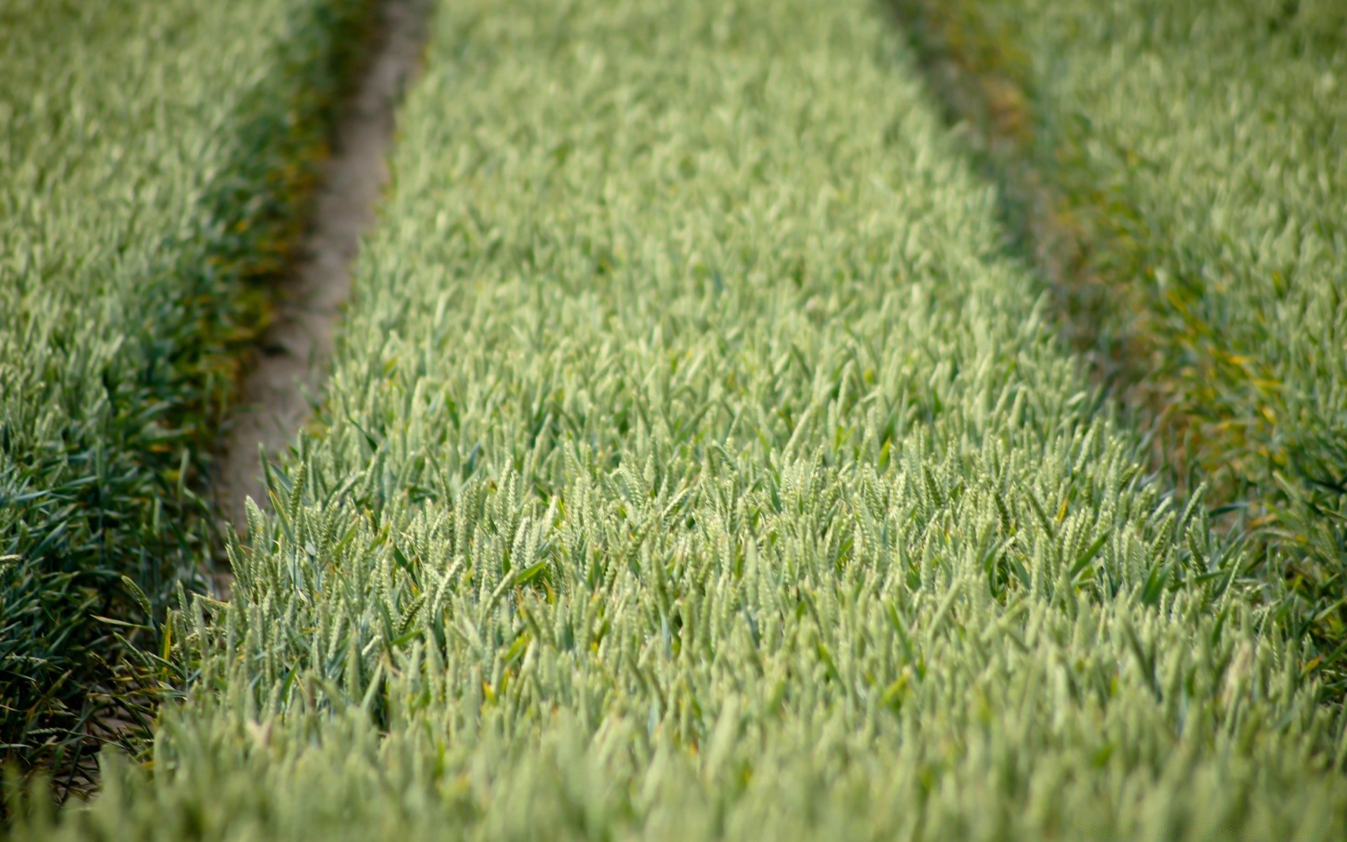 makro pole trawa ziemia wzrost rolnictwo natura trawnik farma flora lato na zewnątrz gleba liść wiejski ogród pulpit pastwisko sianokosy
