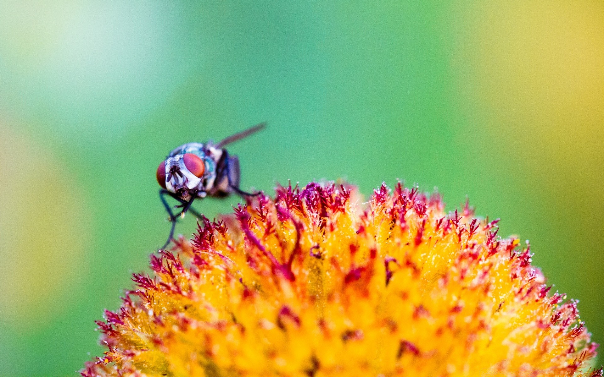 macro natureza inseto ao ar livre verão abelha folha flor pólen mel selvagem vida selvagem