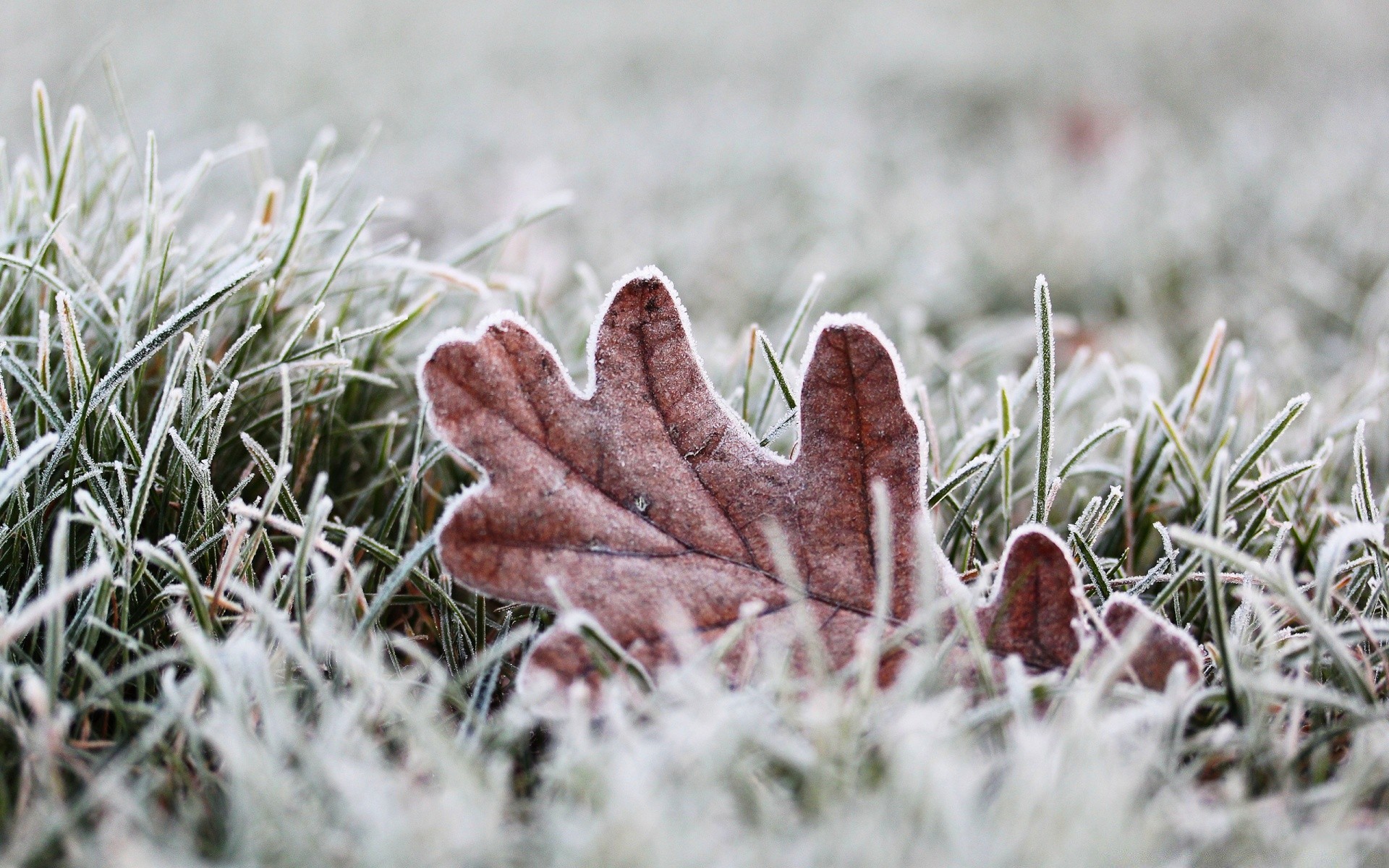 makroaufnahme frost natur im freien gras flora winter saison schließen blatt baum blume