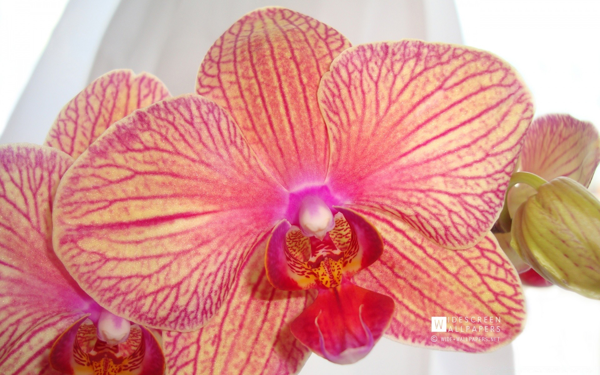 makro fotoğrafçılığı çiçek tropikal flora doğa egzotik petal çiçek çiçek açan orkide güzel parlak botanik zarif izole kabuk yaprak renk narin yakın çekim