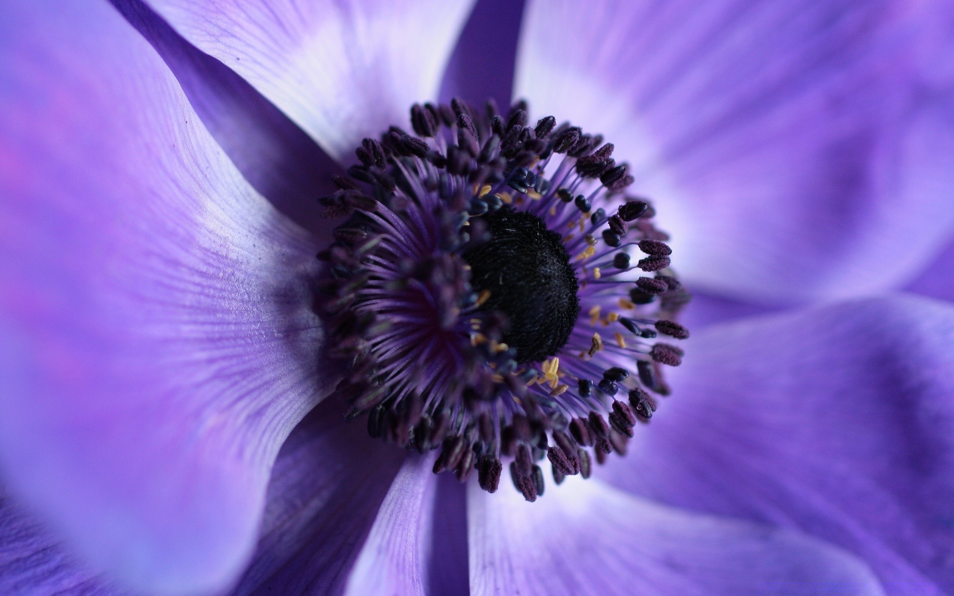 makro blume natur flora sommer schön schließen farbe garten hell kopf blühen blumen blütenblatt zart pollen