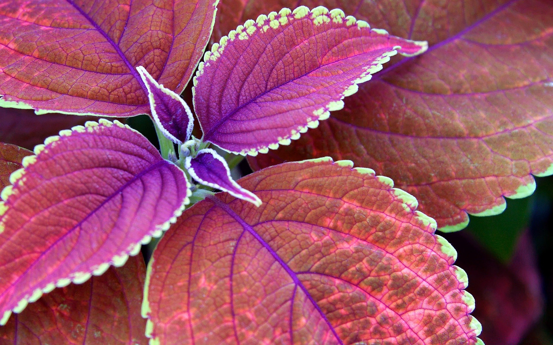 macro folha natureza flora cor brilhante área de trabalho temporada jardim close-up outono textura bonita padrão