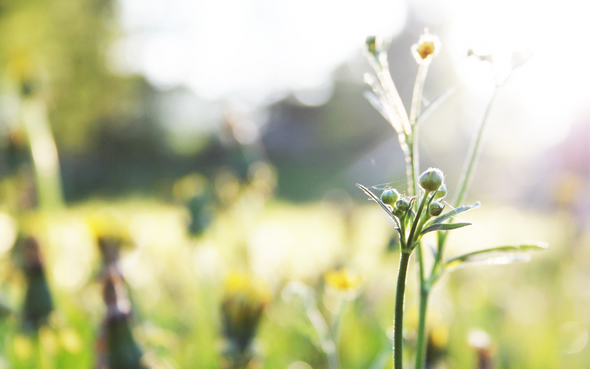 makro fotoğrafçılığı doğa yaz çiçek flora büyüme yaprak güzel hava açık havada bahçe çimen alan bulanıklık güneş kırsal parlak