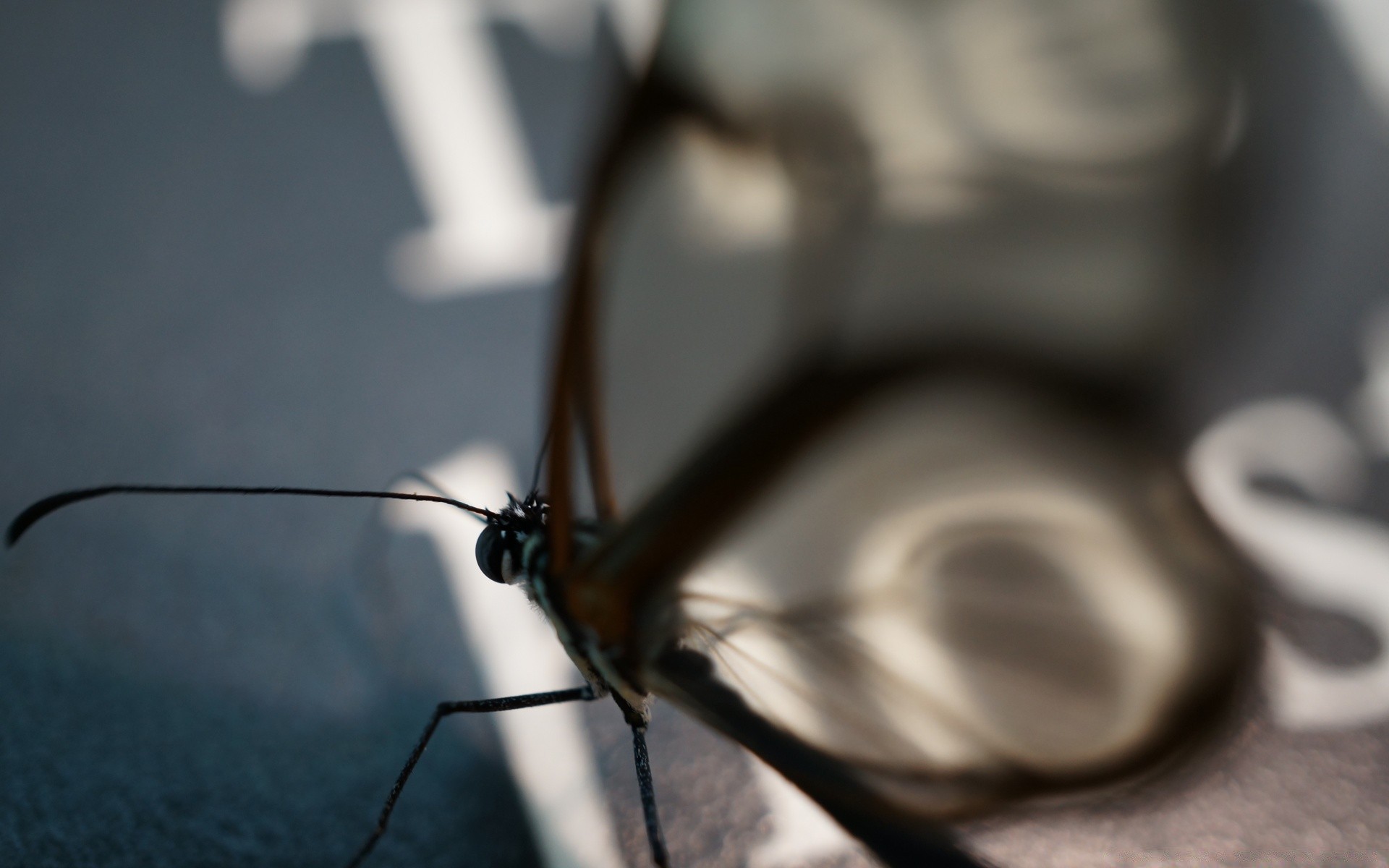 macro insect close-up desktop butterfly