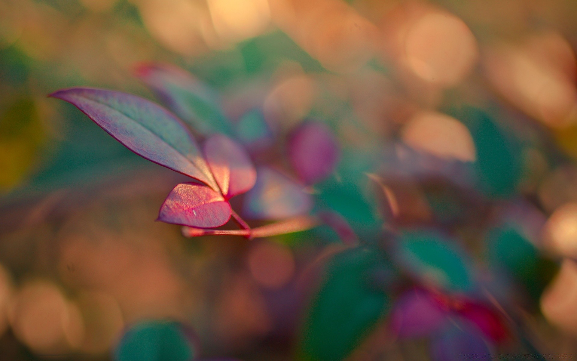 macro blur nature leaf color bright abstract desktop flower fall art flora summer outdoors