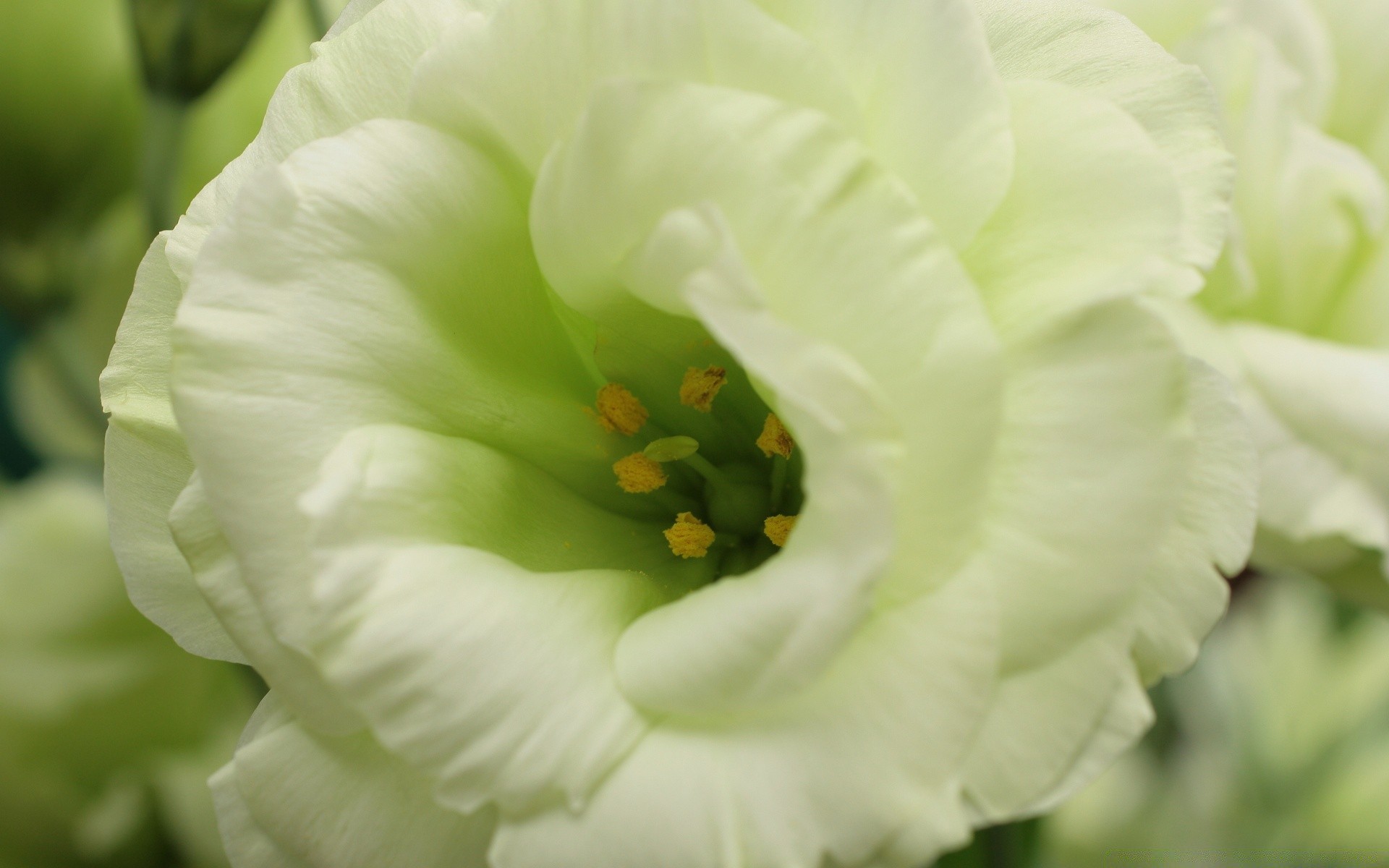 macro flower nature leaf flora garden close-up beautiful floral color summer close