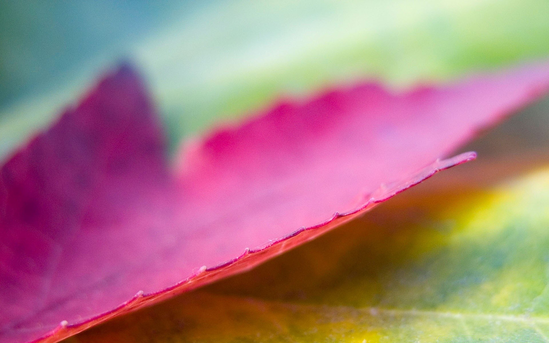 macro folha borrão resumo natureza verão arte flor cor brilhante chuva flora água artístico jardim orvalho