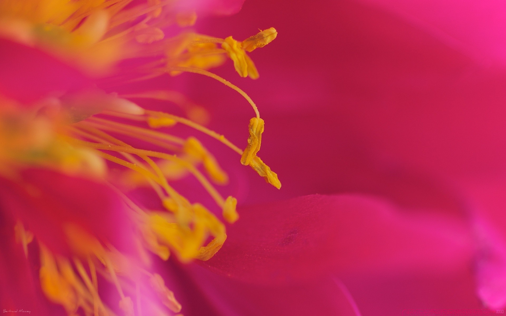 macro flor naturaleza flora color jardín verano desenfoque hermoso brillante escritorio delicado pétalo primer plano polen floral cerca hoja blumming