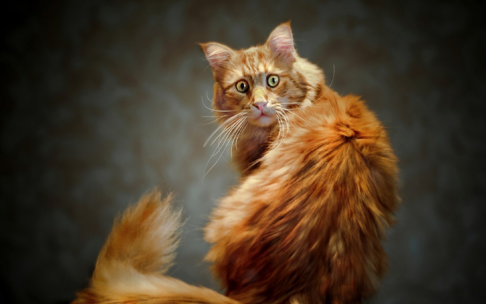 gatos gato retrato mamífero lindo animal gatito mascota piel ojo uno