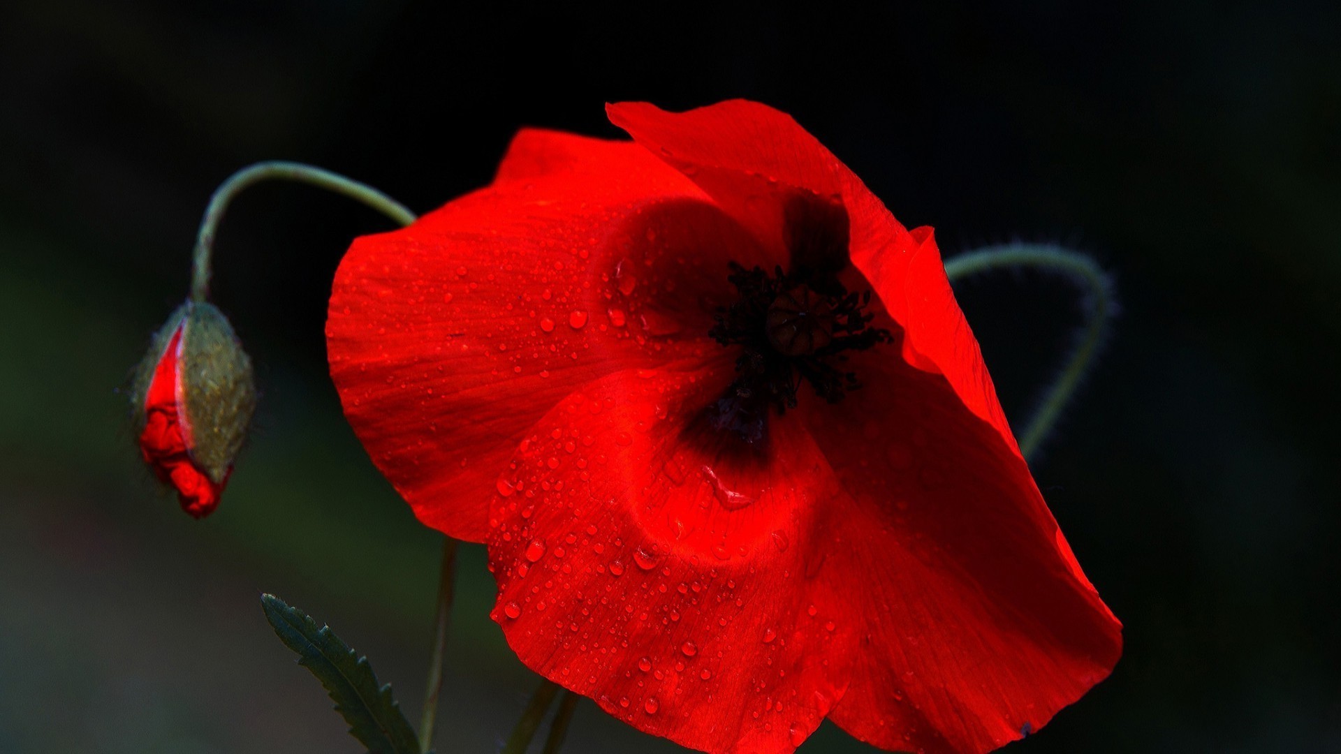 blumen blume poppy natur blatt flora blütenblatt garten farbe rose sommer