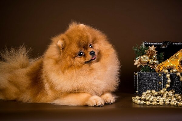 Köpek kameranın önünde poz veriyor