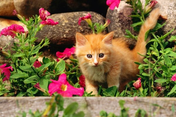 Малыш котенок познает мир
