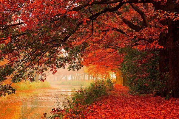 Teich und goldene Herbstallee