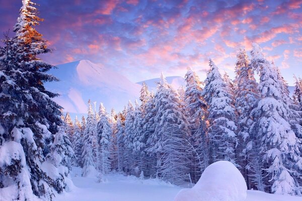 Bäume, die im kalten Wald mit Schnee bedeckt sind