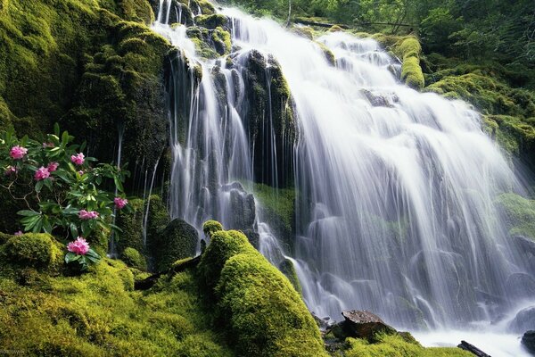 Bellissimo paesaggio cascata nella foresta