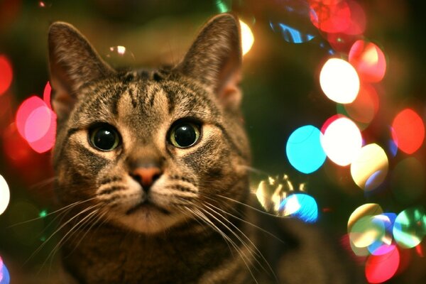 Gatinho de Natal com lanternas