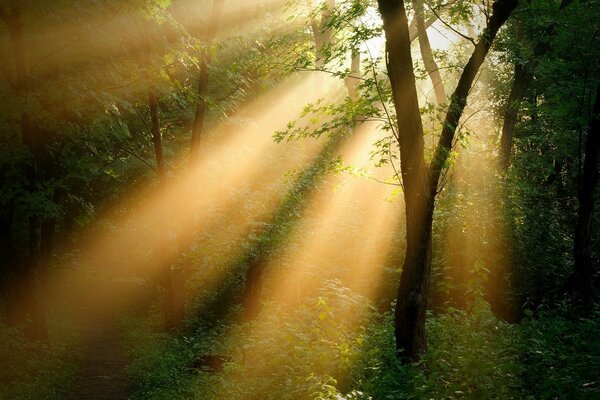 Com dificuldade, os raios do sol atravessam a espessura das árvores