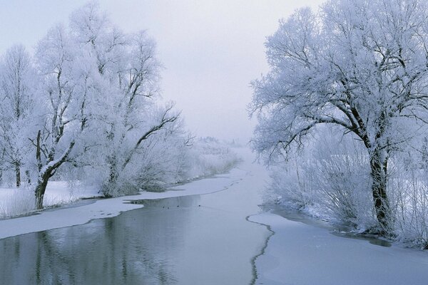 White snow-covered trees along the frozen river