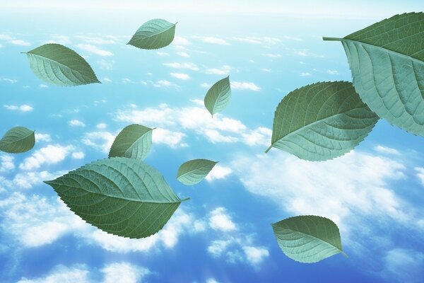 Feuilles vertes dans l amosphère de la terre