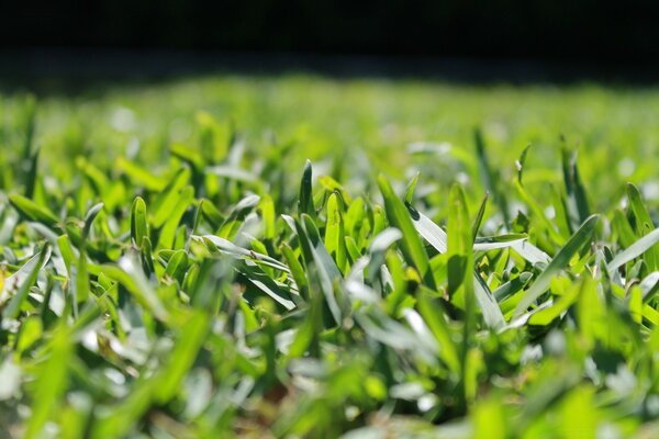Grama verde sob o sol