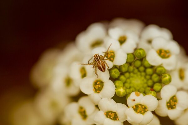 Blanc grande fleur sur elle