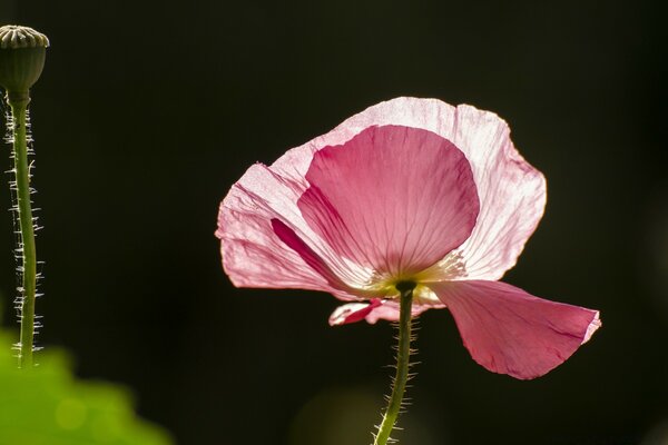 Fotografia macro di un fiore. Bella natura