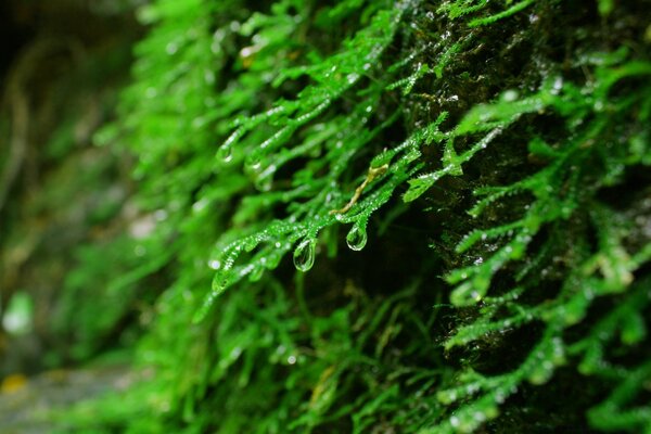 Immagine di muschio in condizioni naturali