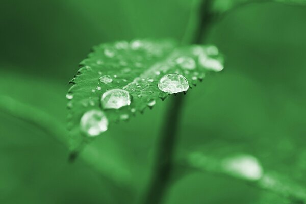 Macro de rosée sur une feuille verte