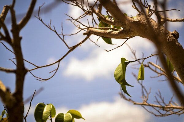 Cielo blu. Alberi ad alto fusto