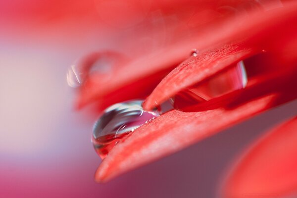 Gota de agua en el pétalo rojo